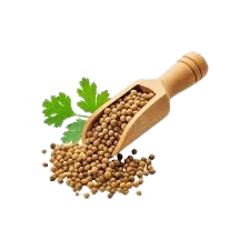 Coriander Seeds - Coriandrum sativum