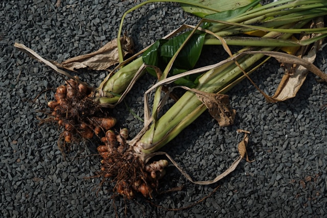 Turmeric root and powder